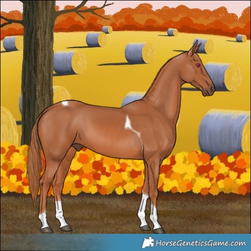 Horse Color:Chestnut Tobiano 