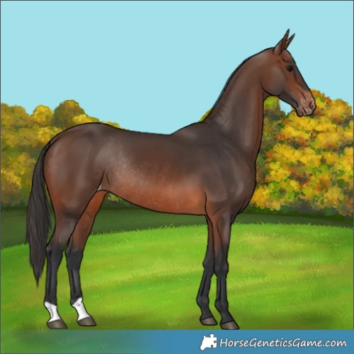 Horse Color:Brown Varnish Rabicano 