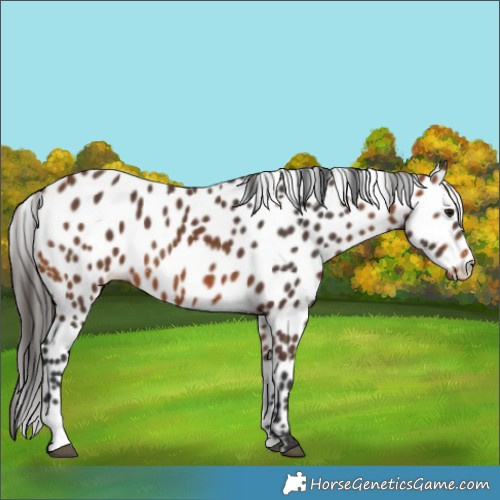 Horse Color:Bay Leopard 