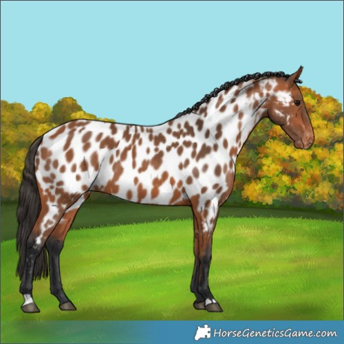 Horse Color:Bay Near Leopard 