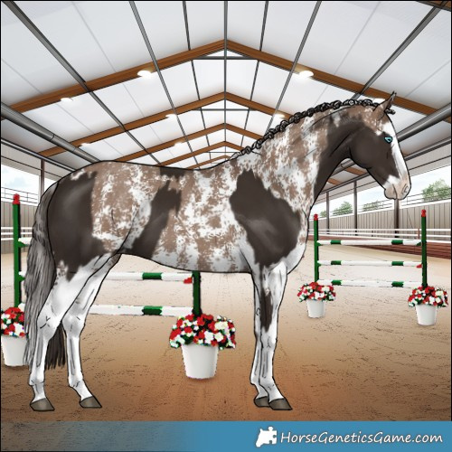 Horse Color:Liver Chestnut Splash Varnish and Liver Red Dun Sabino Splash Varnish