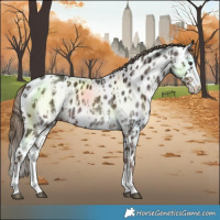 Horse Color:Liver Chestnut Sabino Splash Near Leopard  and Liver Chestnut Sabino Splash Near Leopard 