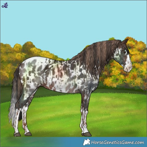 Horse Color:Liver Chestnut Blanket and Brown Sabino Splash Near Leopard