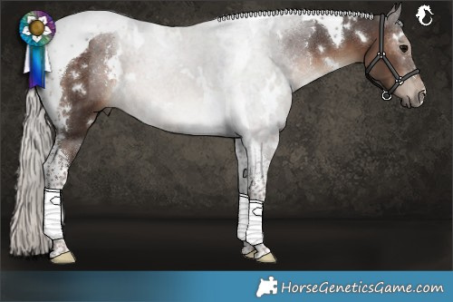 Horse Color:White Spotted Silver Black Tobiano