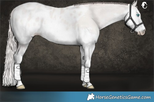 Horse Color:Platinum Smoky Black Pearl Splash Blanket Rabicano