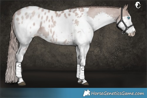 Horse Color:Platinum Black Pearl Splash Blanket Rabicano 