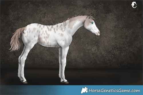Horse Color:Platinum Black Pearl Splash Blanket Rabicano 