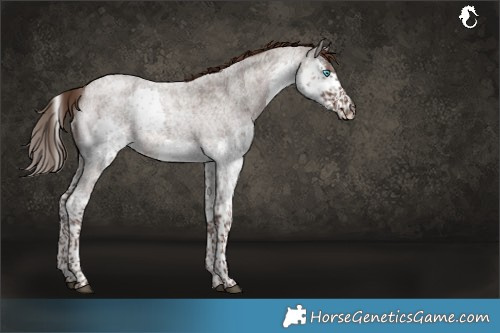 Horse Color:Liver Red Roan Splash Tobiano 