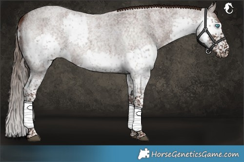 Horse Color:Liver Red Roan Splash Tobiano 
