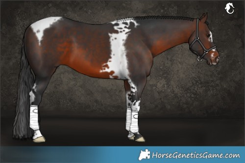 Horse Color:Brown Splash Tobiano Frame Rabicano 