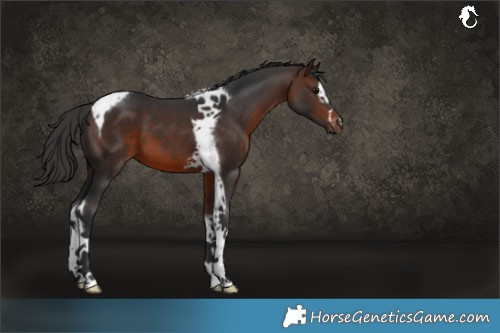 Horse Color:Brown Splash Tobiano Frame Rabicano 