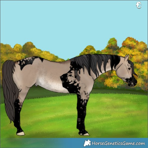 Horse Color:Void Bay Dun Splash Tobiano Rabicano 