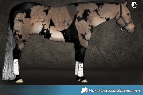 Horse Color:Void White Spotted Brown Dun Tobiano 