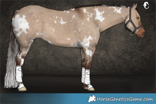 Horse Color:White Spotted Liver Red Dun 
