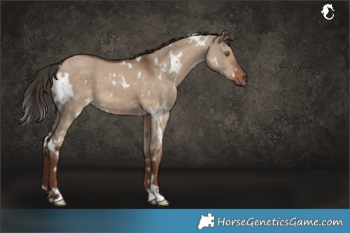 Horse Color:White Spotted Liver Red Dun 