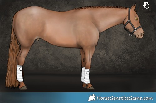 Horse Color:Brown Pearl Rabicano 