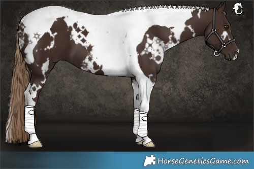 Horse Color:White Spotted Liver Chestnut Tobiano 