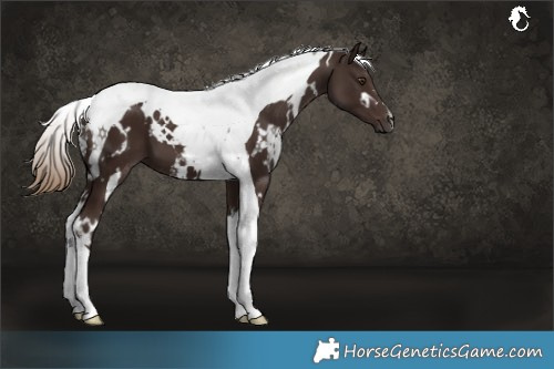 Horse Color:White Spotted Liver Chestnut Tobiano