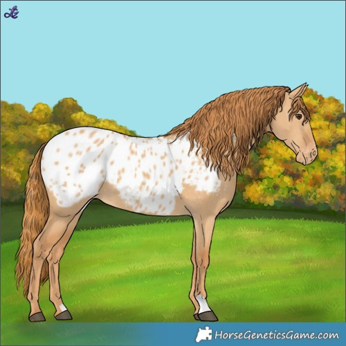 Horse Color:Red Dun Blanket