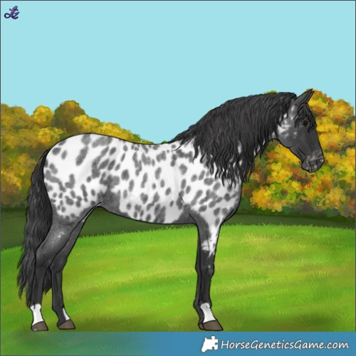 Horse Color:Blue Roan Near Leopard
