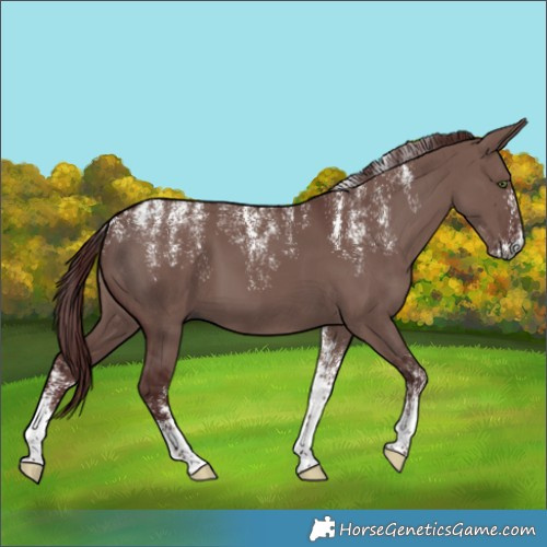 Horse Color:Powder White Gray Chocolate Grullo