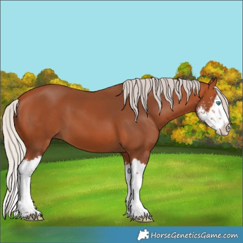 Horse Color:Silver Bay Sabino Splash 