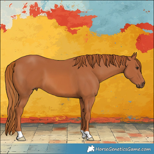 Horse Color:Chestnut 