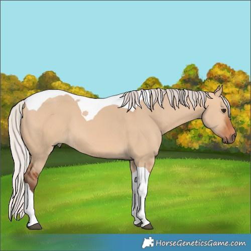 Horse Color:Silver Bay Dun Tobiano 