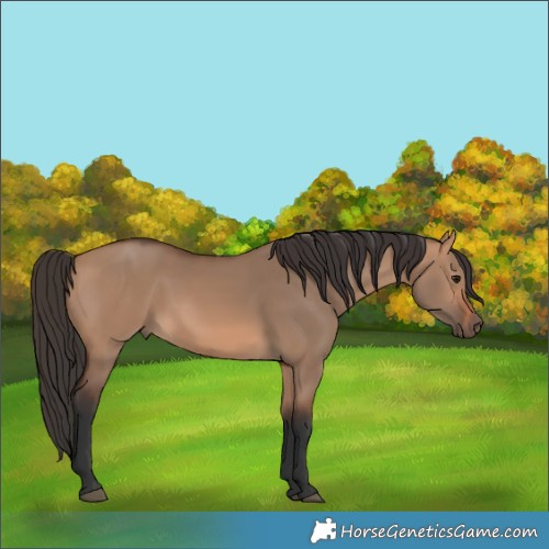 Horse Color:Bay Dun 