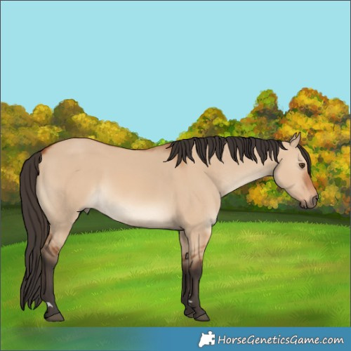 Horse Color:Bay Dun 