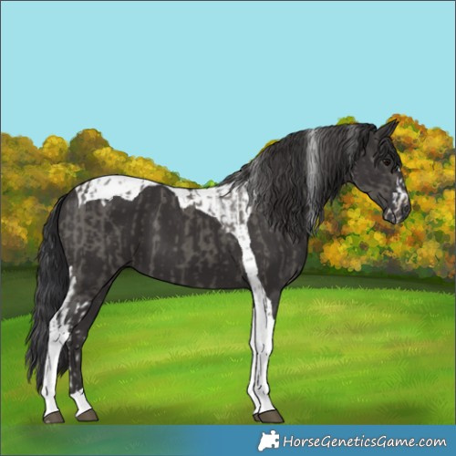 Horse Color:Grullo Splash Tobiano  and Smoky Black Tobiano 