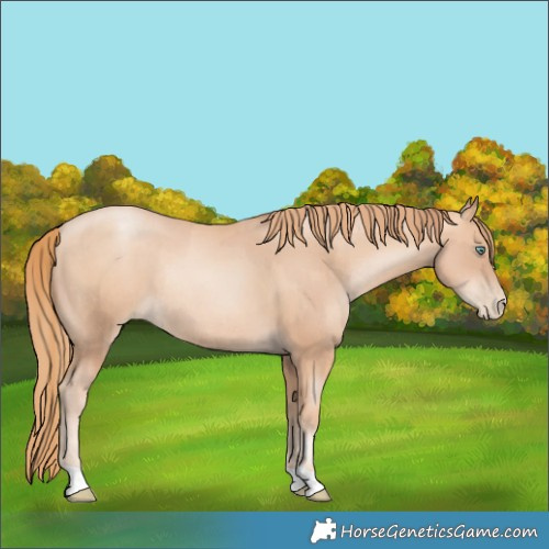 Horse Color:Gold Champagne Pearl Rabicano  and Gold Champagne Pearl Rabicano 