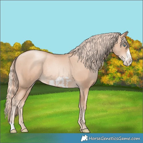 Horse Color:Gold Champagne Pearl Rabicano  and Gold Champagne Pearl Frame Rabicano 