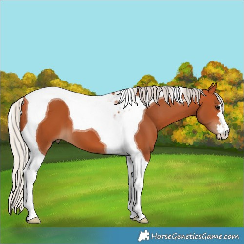 Horse Color:Silver Bay Tobiano