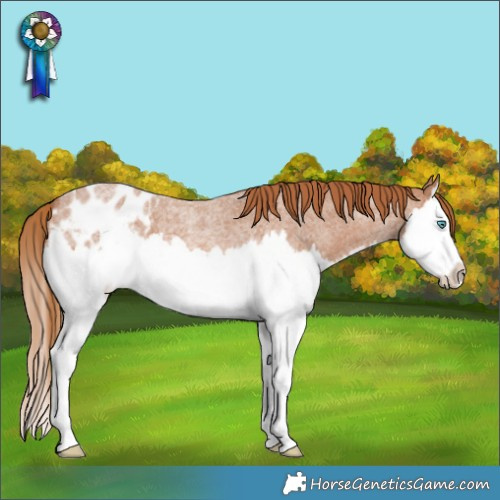 Horse Color:Red Roan Splash Blanket