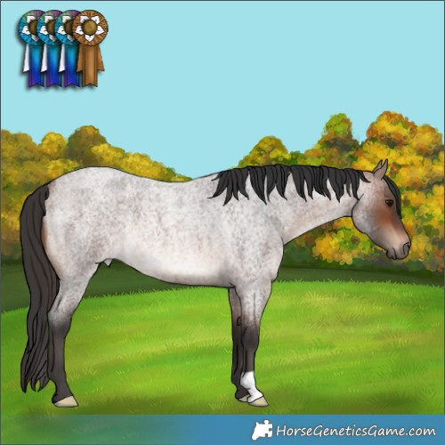 Horse Color:Brown Roan Rabicano