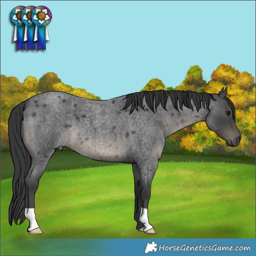 Horse Color:Blue Roan