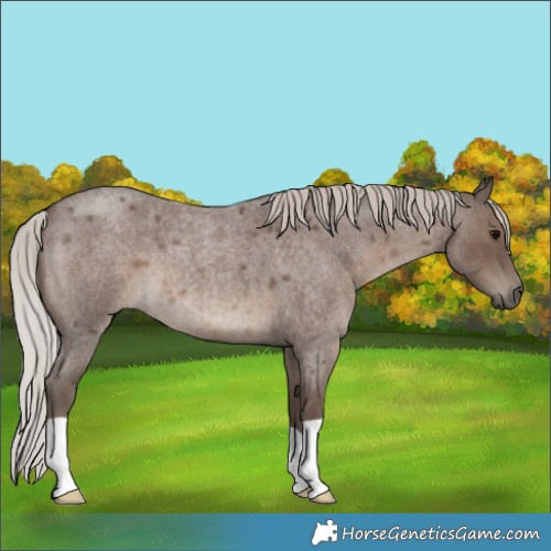 Horse Color:Silver Blue Roan 