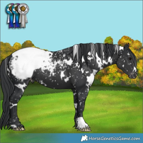 Horse Color:White Spotted Black Snowcap 