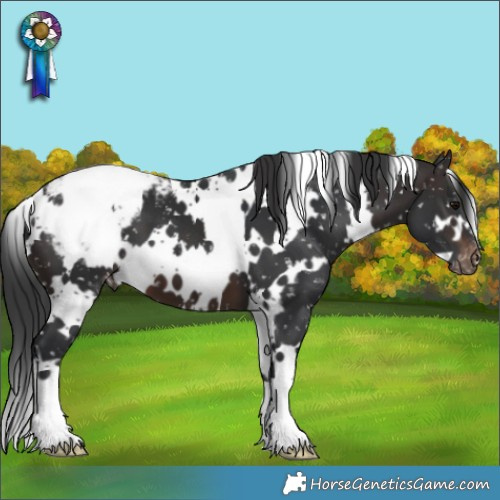 Horse Color:White Spotted Brown Snowcap