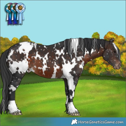 Horse Color:White Spotted Brown Snowflake Varnish