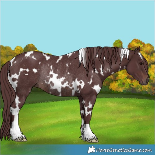 Horse Color:White Spotted Chocolate Brown Rabicano