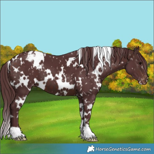 Horse Color:White Spotted Chocolate Brown Snowflake Varnish 
