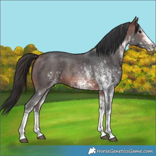 Horse Color:White Spotted Bay