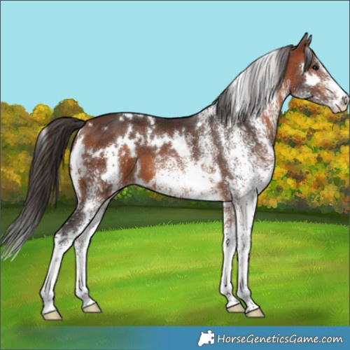 Horse Color:White Spotted Bay