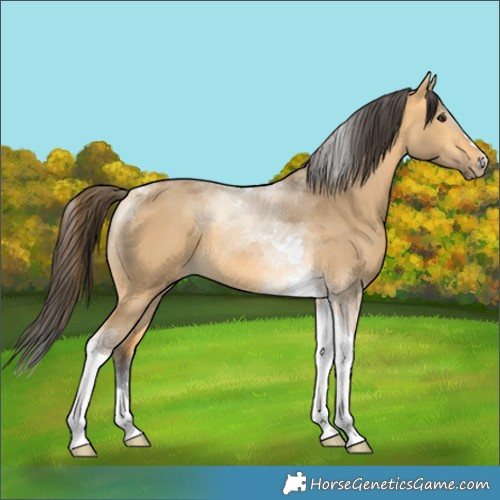 Horse Color:Buckskin Dun Tobiano