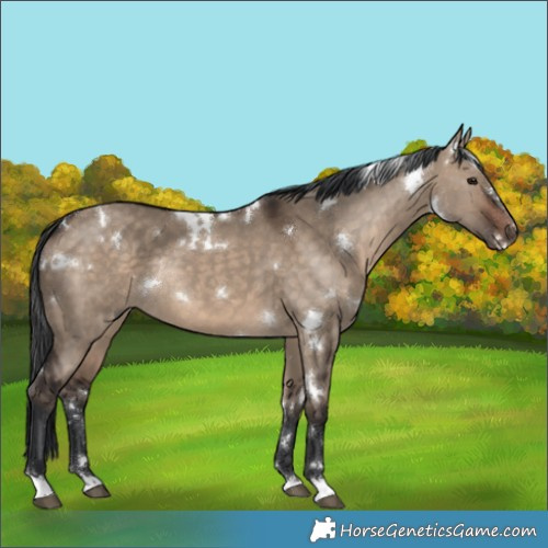 Horse Color:White Spotted Brown Dun Rabicano 