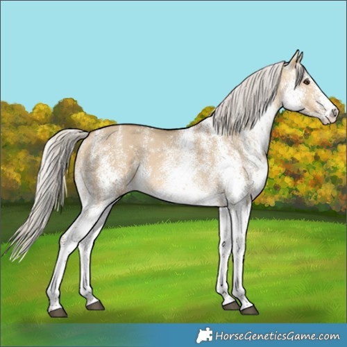 Horse Color:White Spotted Silver Buckskin Dun