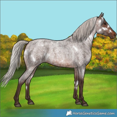 Horse Color:White Spotted Silver Brown Roan