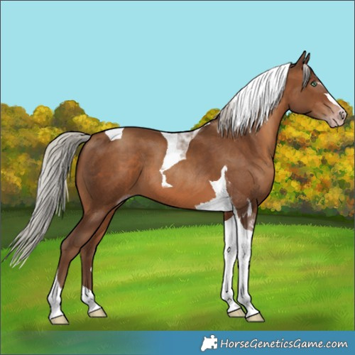 Horse Color:Gray Silver Sable Champagne Tobiano 